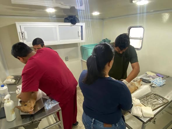 El Gobierno de Rosario realiza la primera campaña de esterilización de este 2026.