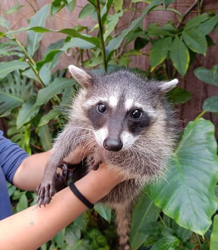Recuperación exitosa de cría de mapache destaca labor de atención a Fauna Silvestre del Gran Acuario