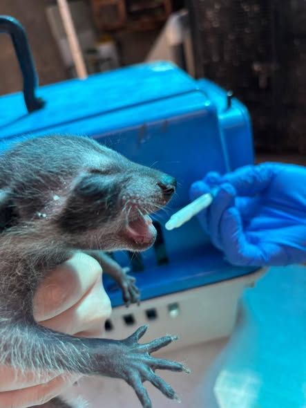 Gran Acuario Mazatlán, CIO y autoridades ambientales consolidan alianza por la vida silvestre con 1,000 rescates exitosos