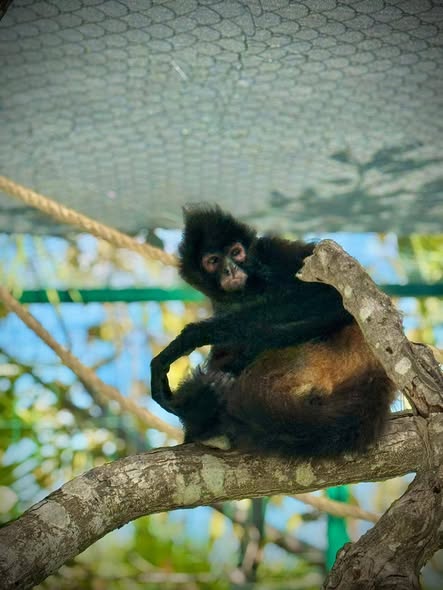 Mono Araña estrena hábitat en el Gran Acuario Mazatlán