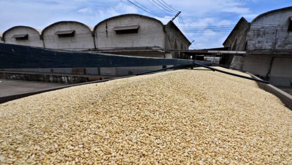 *Amplía SADER plazo para formalización de contratos de compraventa del maíz del ciclo otoño-invierno 2025-2026: Bello Esquivel*