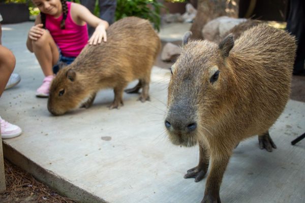 Capibaras y Pingüinos de Humboldt: los grandes favoritos te esperan en Gran Acuario Mazatlán