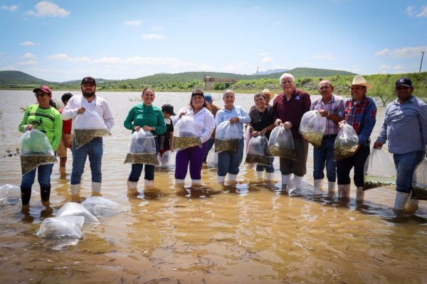 *Fortalece Gobierno de Sinaloa la pesca continental con la siembra de 800 mil alevines en la presa Eustaquio Buelna*